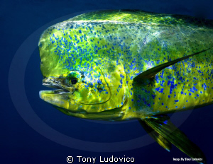 Portrait of a Bull by Tony Ludovico 